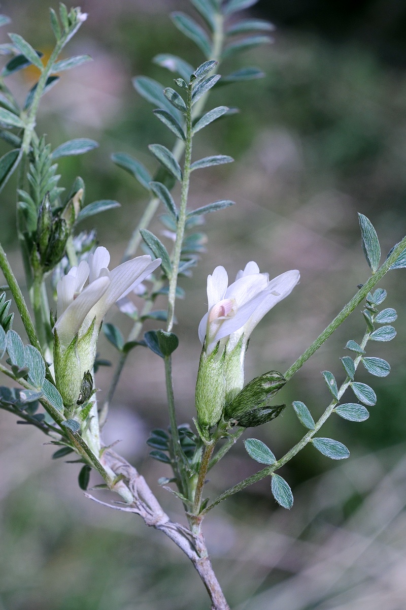 Изображение особи Astragalus rupifragiformis.