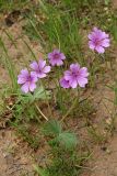 Geranium charlesii. Цветущее растение. Узбекистан, Сурхандарьинская обл., окр. г. Байсун, Байсунтау, горы Саукбулак. 20.04.2019.