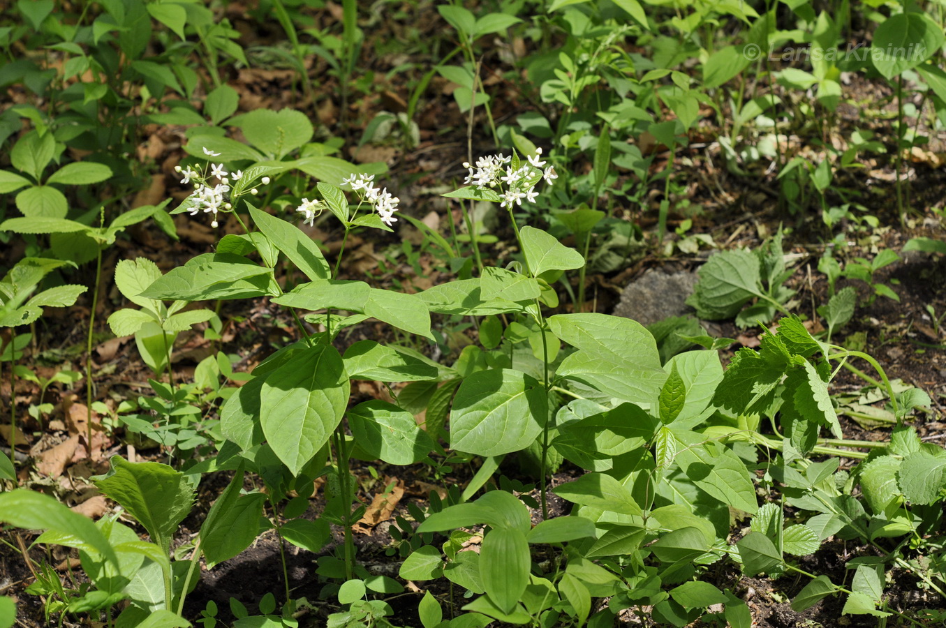 Изображение особи Vincetoxicum ascyrifolium.