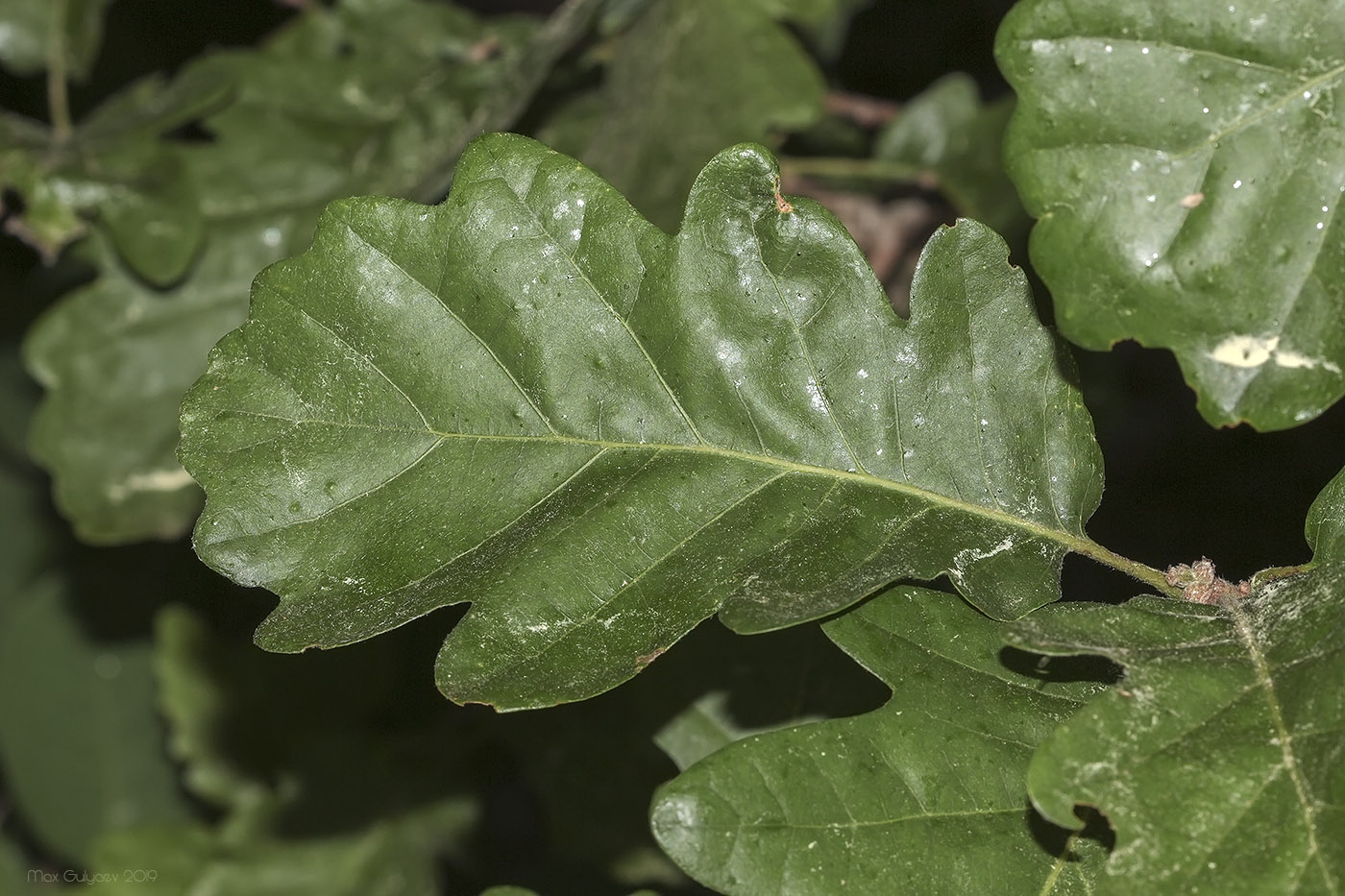 Изображение особи Quercus petraea.