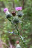 Cirsium vulgare. Верхушка цветущего растения. Беларусь, Витебская обл., ландшафтно-гидрологический заказник \"Глубокский Мох\", опушка смешанного хвойно-широколиственного леса у обочины грунтовой дороги. 01.08.2019.