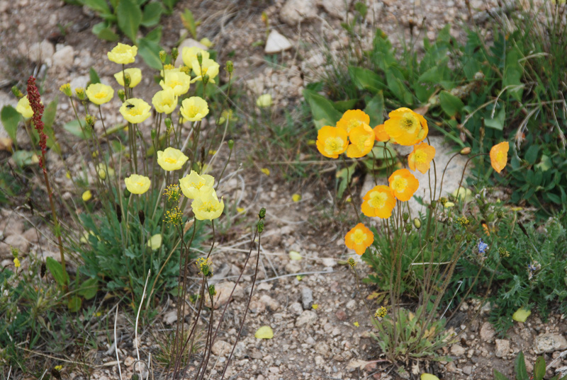 Изображение особи род Papaver.