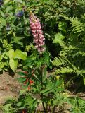 Lupinus &times; regalis