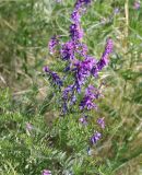 Vicia tenuifolia. Верхушка цветущего растения. Саратовская обл., Красноармейский р-н, окр. с. Белогорское, степь. 30.05.2019.