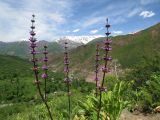 Phlomoides lehmanniana