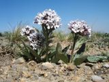 Valeriana chionophila