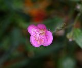 Oenothera rosea. Цветок. Перу, г. Куско, территория гостиницы. 13.10.2019.