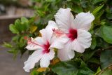 Hibiscus rosa-sinensis