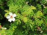 Rosa spinosissima. Веточка с цветком (Rosa gracilipes Chrshan.). Приморский край, Уссурийский ГО, окр. с. Николо-Львовское, на скале. 24.05.2022.