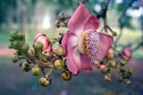 Couroupita guianensis