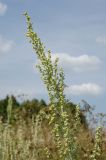 Artemisia absinthium. Соцветие. Пермский край, Ординский р-н, окр. с. Карьево, дол. р. Ирень, береговая терраса, разнотравно-злаковый луг, обочина полевой дороги. 6 августа 2022 г.