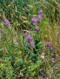 Astragalus onobrychis. Цветущее растение в сообществе с Potentilla и Agropyron. Алтайский край, Романовский р-н, окр. с. Гуселетово, берег оз. Мормышанское, степь. 26.06.2021.