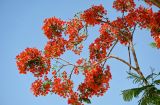 Delonix regia. Ветви с соцветиями. Египет, мухафаза Кена, г. Луксор, Карнакский храмовый комплекс, в культуре. 06.05.2023.