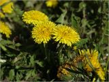 Taraxacum officinale