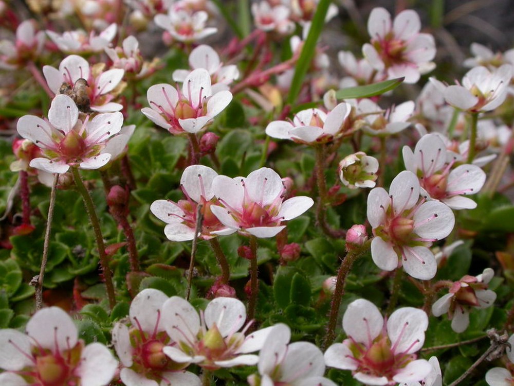 Изображение особи Micranthes merkii.