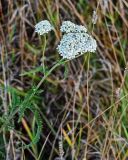 Achillea millefolium. Верхушка цветущего растения. Владимирская обл., Петушинский р-н, окр. с. Марково, берег р. Клязьма, луг. 23.09.2023.