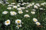 Leucanthemum maximum