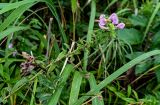 Pedicularis resupinata