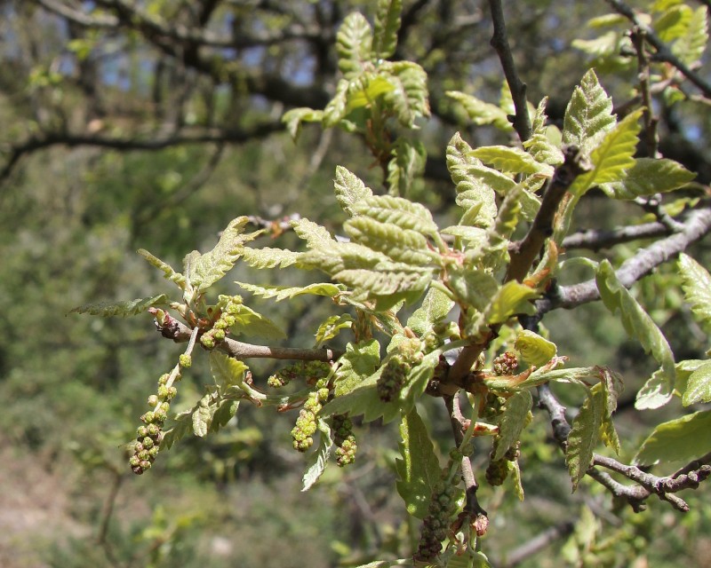 Изображение особи Quercus crenata.