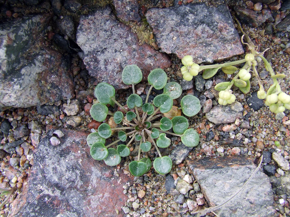 Изображение особи Cochlearia groenlandica.