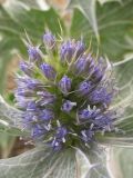 Eryngium maritimum. Соцветие. Нидерланды, провинция Noord-Holland, Wijk aan Zee, заказник Noordhollands duinreservaat, приморские дюны. 5 июля 2008 г.