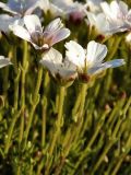 Minuartia arctica