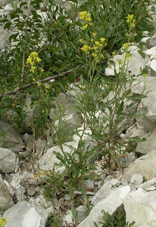 Изображение особи Erucastrum armoracioides.
