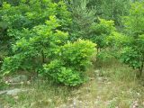 Quercus rubra. Молодые деревья в посадке. Курская обл., Фатежский р-н, с. Игино. 12 июня 2007 г.