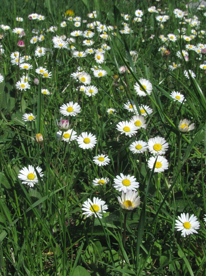 Изображение особи Bellis perennis.