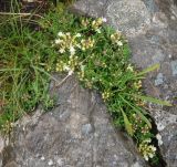 Teucrium montanum