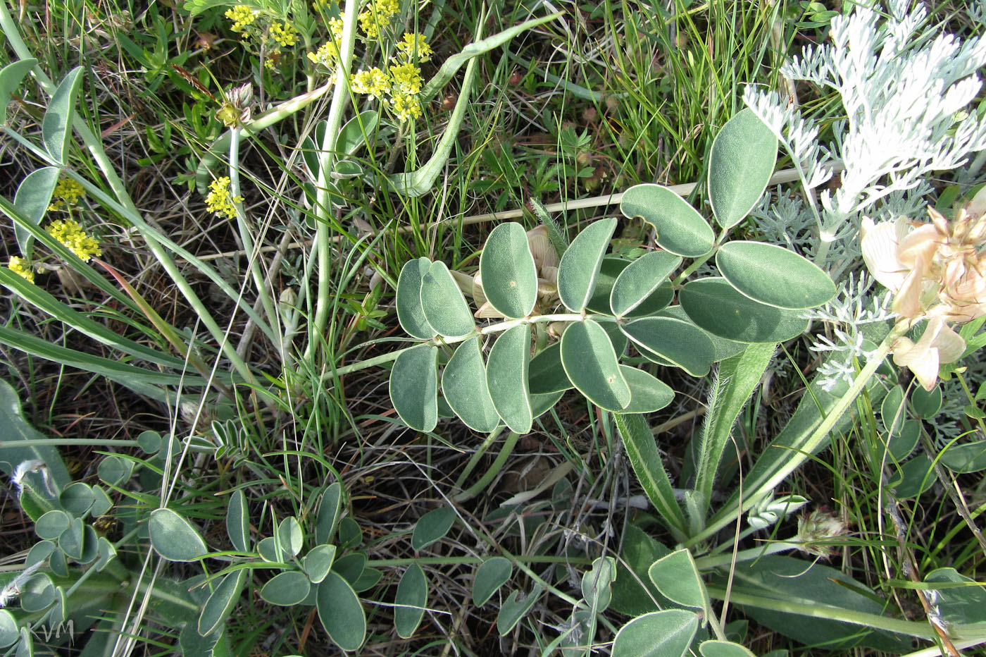 Изображение особи Hedysarum splendens.