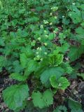 Tellima grandiflora