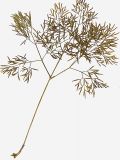 Peucedanum ruthenicum