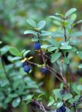 Vaccinium uliginosum. Верхушка плодоносящего растения. Республика Коми, Печоро-Илычский заповедник, долина реки Ыджыд-Ляга. 17.08.2014.