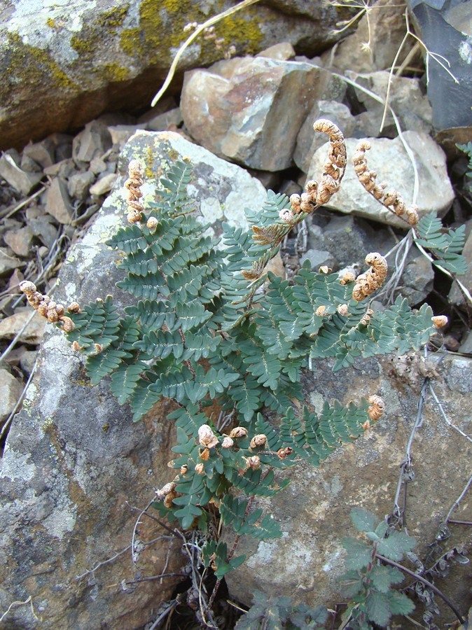 Изображение особи Paragymnopteris marantae.