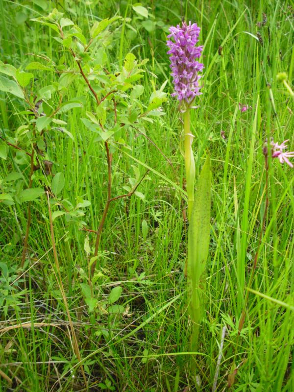 Изображение особи Dactylorhiza incarnata.