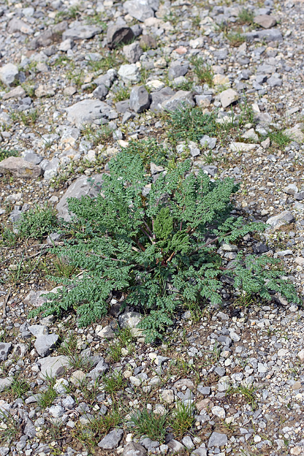 Изображение особи Ferula samarkandica.