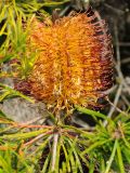 Banksia spinulosa. Соцветие. США, Калифорния, Сан-Франциско, ботанический сад. 14.02.2014.