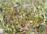 Achillea apiculata. Цветущее растение на луговине среди приморской тундры. Мурманская обл., п-ов Рыбачий, побережье Большой Волоковой губы. 30.07.2015.