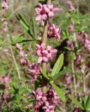 Daphne mezereum