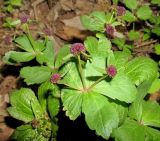 Sanicula rubriflora