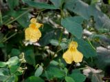 Impatiens maackii. Часть побега с цветками и плодами. Приморье, окр. г. Находка, смешанный лес. 07.09.2016.