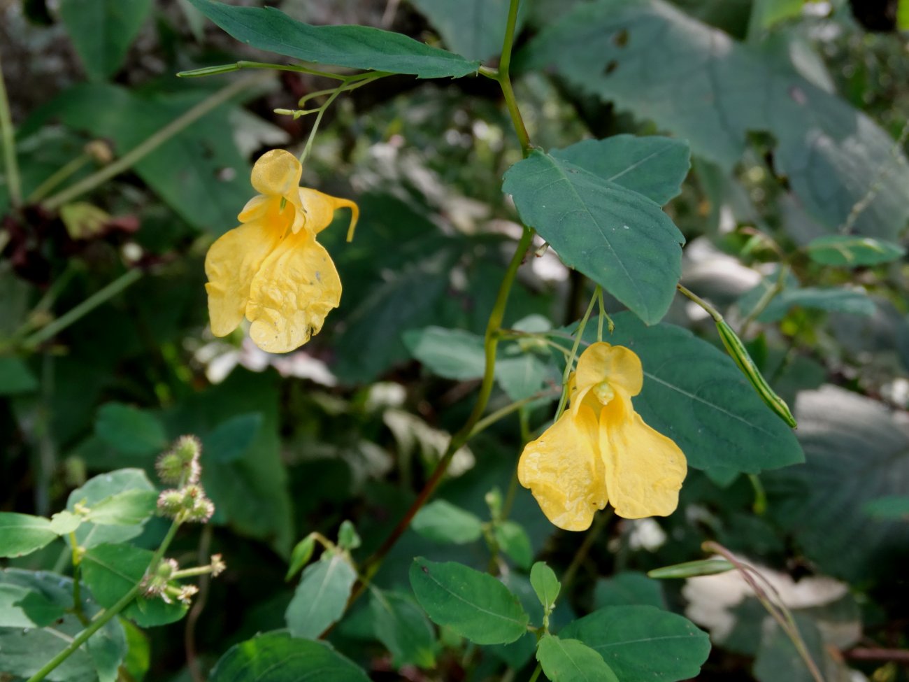 Изображение особи Impatiens maackii.