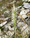 Sesleria alba