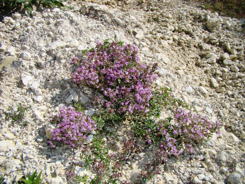 Изображение особи Thymus dubjanskyi.