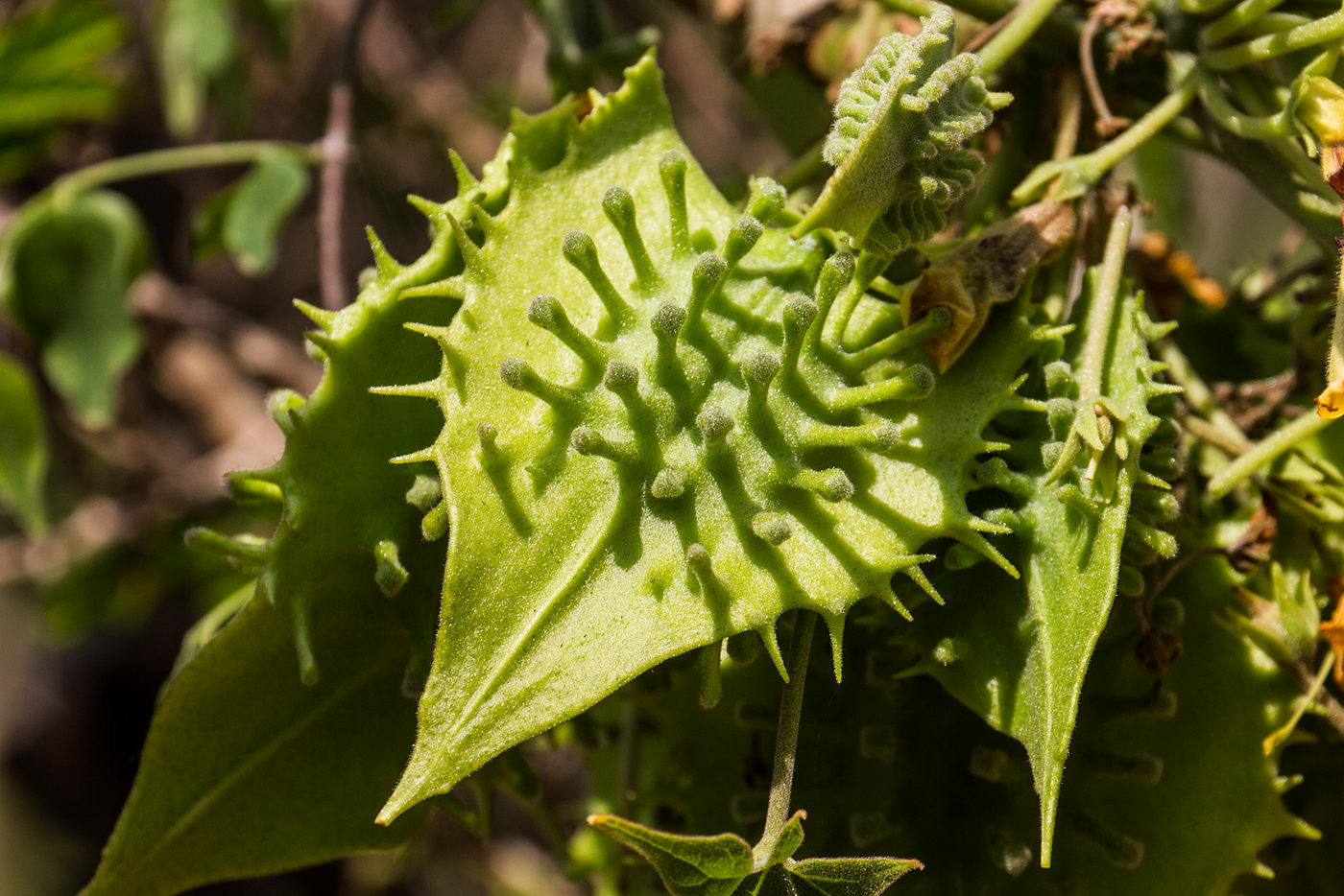 Image of Uncarina leandrii specimen.