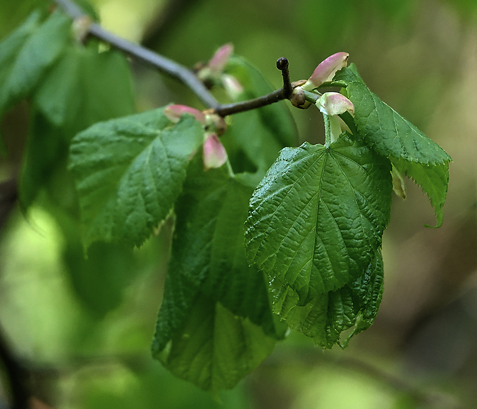 Изображение особи Tilia cordata.