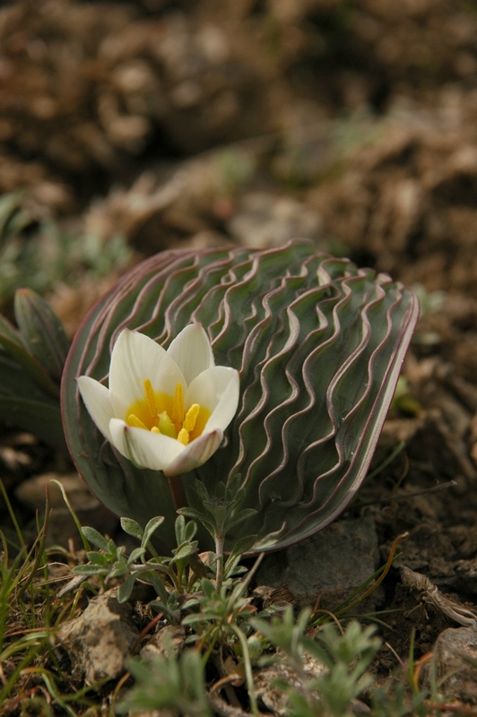 Изображение особи Tulipa regelii.