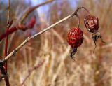 Rosa pratorum. Перезимовавшие плоды. Пойма р. Сура ниже Красной речки.
Окрестности г. Шумерля, Чувашия. 1 апреля 2008 г.