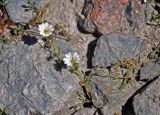 Dichodon cerastoides. Цветущее растение. Таджикистан, Фанские горы, перевал Алаудин, ≈ 3700 м н.у.м., каменистый склон. 05.08.2017.